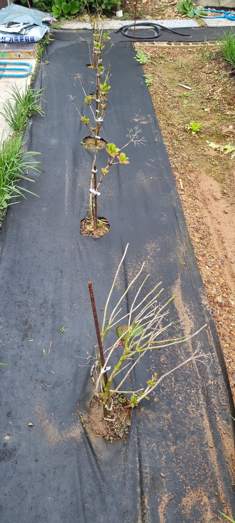 만득통님의 장터 구매 후기 썸네일