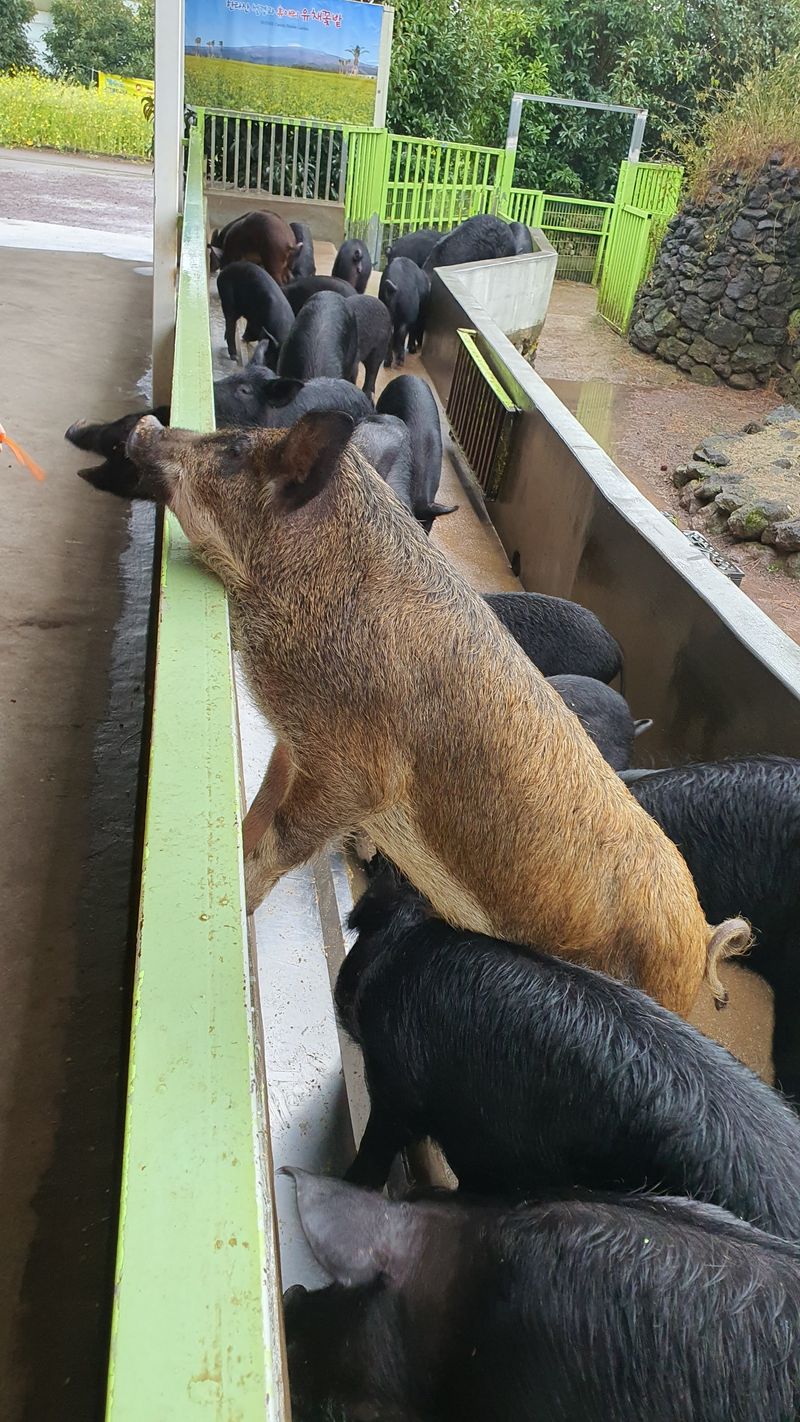 방아깨비농사님의 장터 구매 후기 썸네일