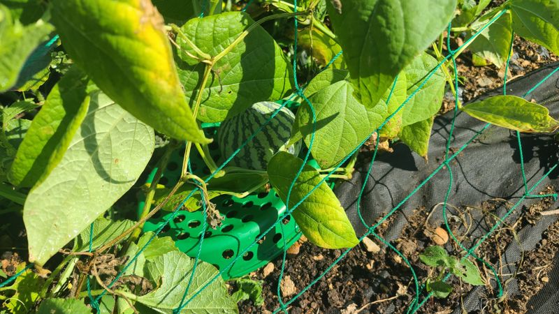 정동수님의 장터 구매 후기 썸네일