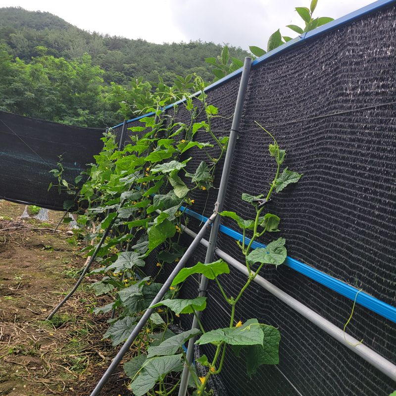 서녕영더기님의 장터 구매 후기 썸네일