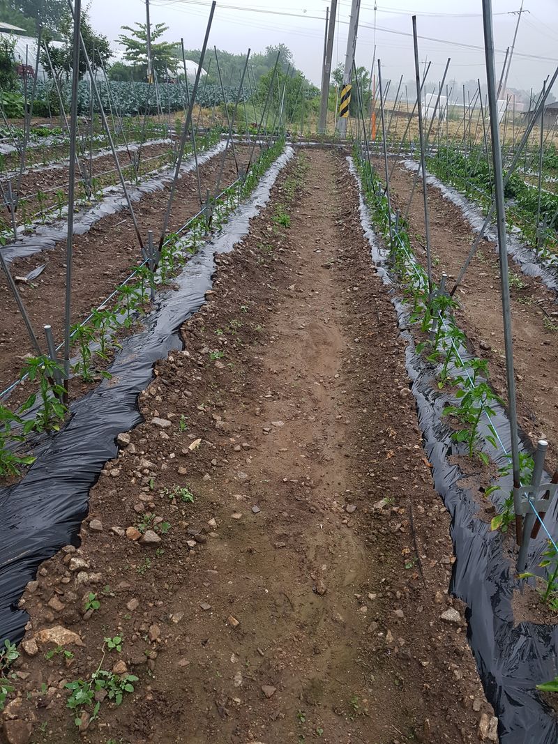 노구리님의 장터 구매 후기 썸네일