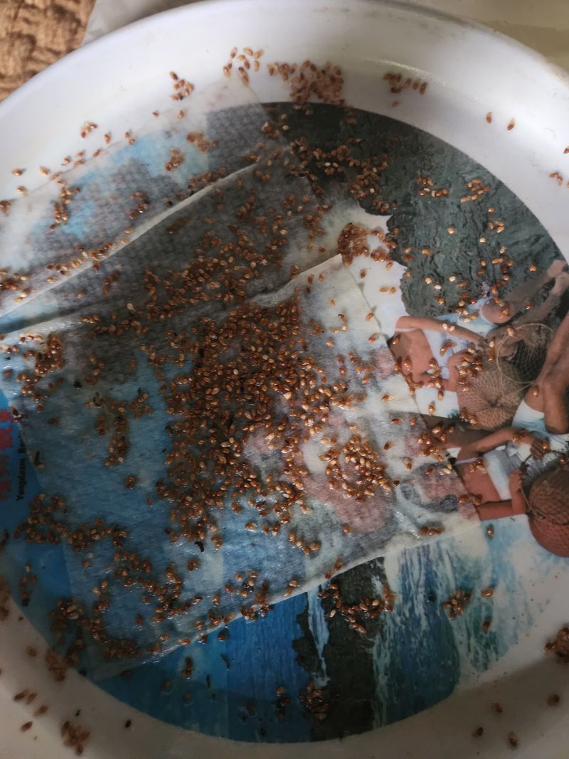 김영만님의 장터 구매 후기 썸네일