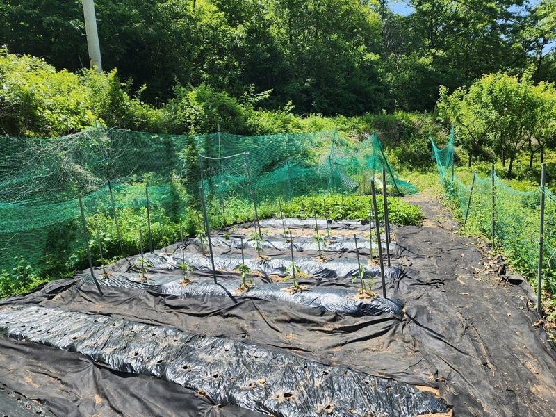 박순연님의 장터 구매 후기 썸네일