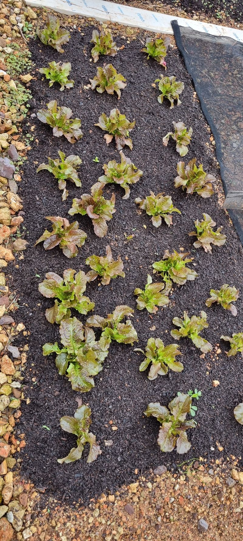만득통님의 장터 구매 후기 썸네일