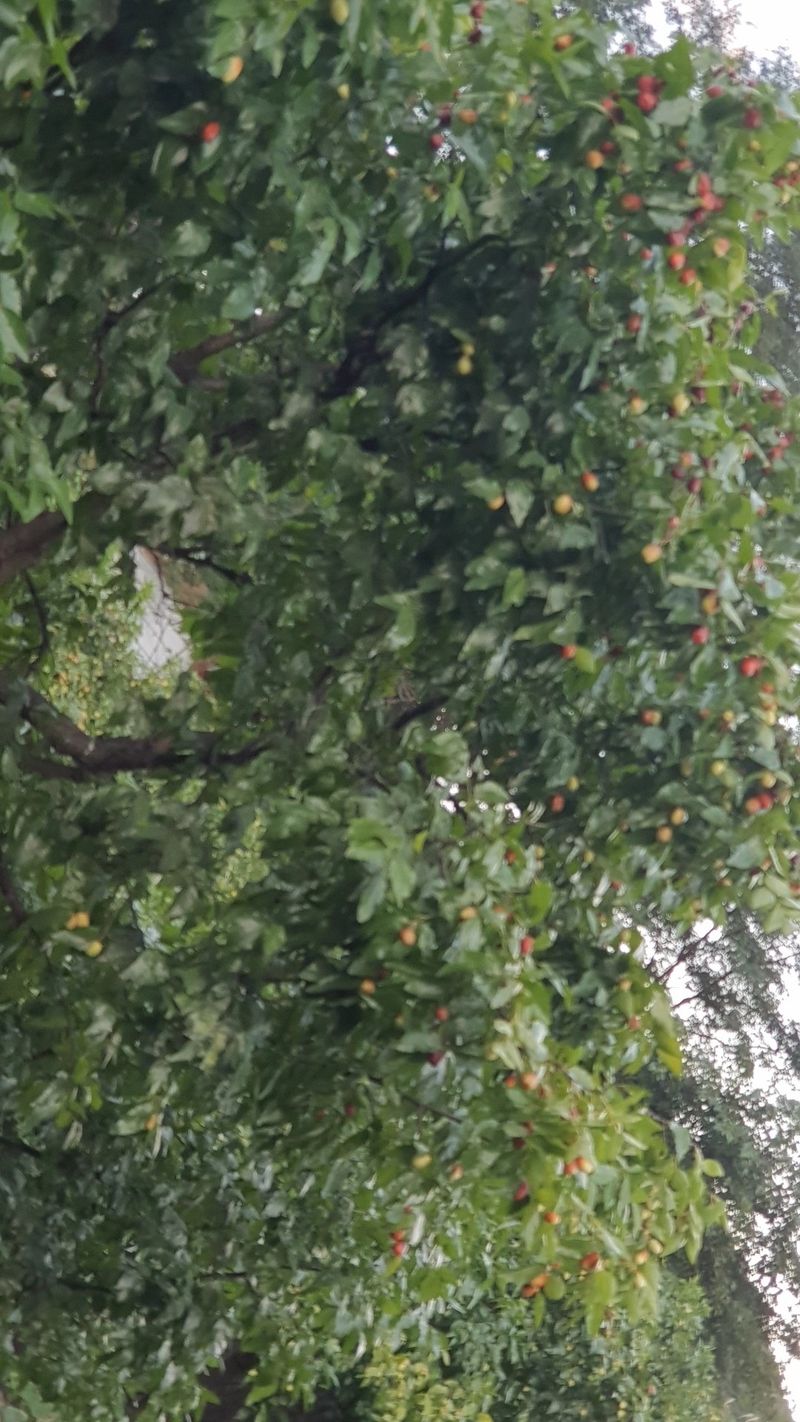 유기농업인7월19일님의 장터 구매 후기 썸네일