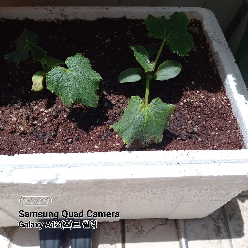 최동구님의 장터 구매 후기 썸네일