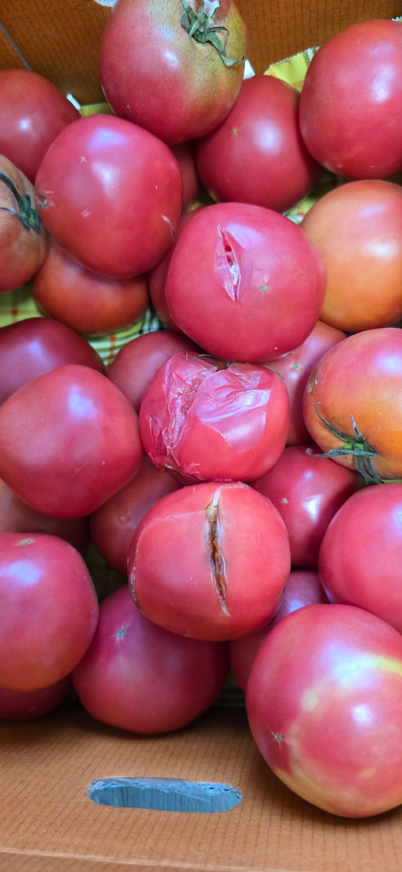 비가 와도 힘내세요님의 장터 구매 후기 썸네일