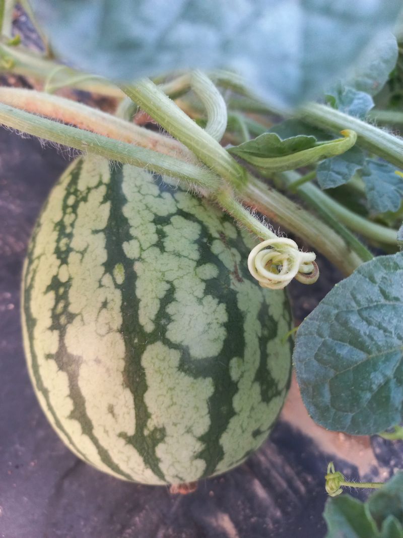 유승예님의 장터 구매 후기 썸네일