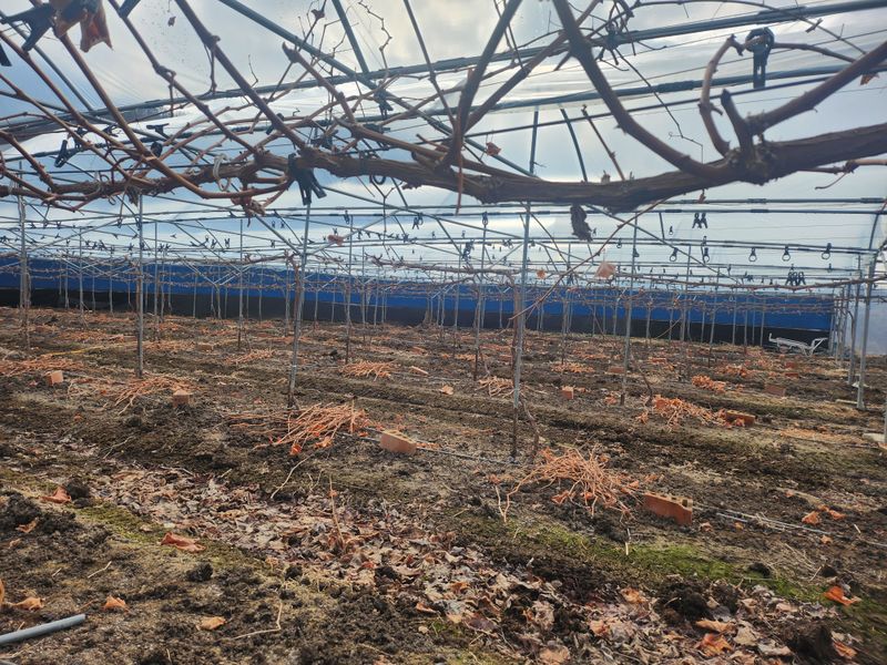 백화산지킴이산야초님의 장터 구매 후기 썸네일