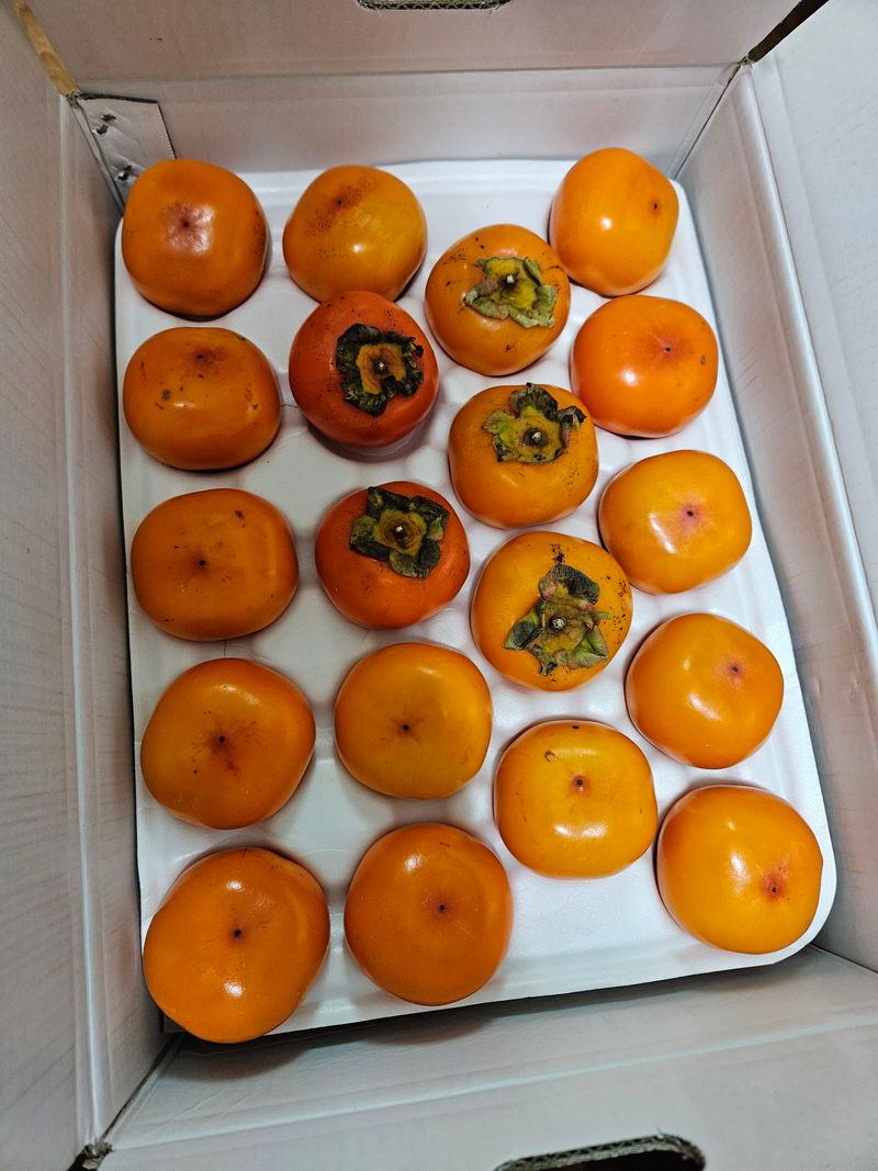 옥수수13916님의 장터 구매 후기 썸네일