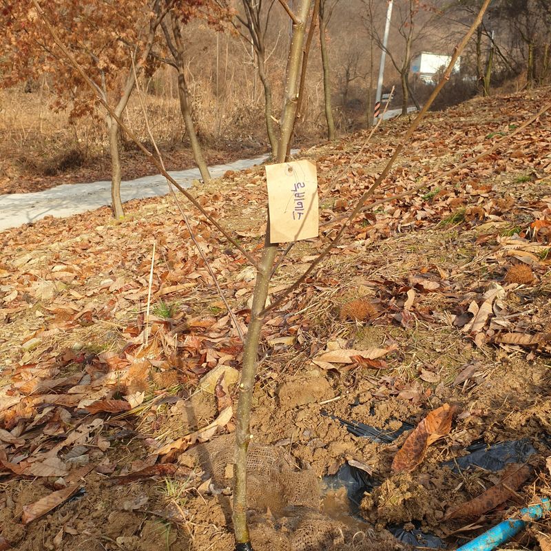 권현순님의 장터 구매 후기 썸네일