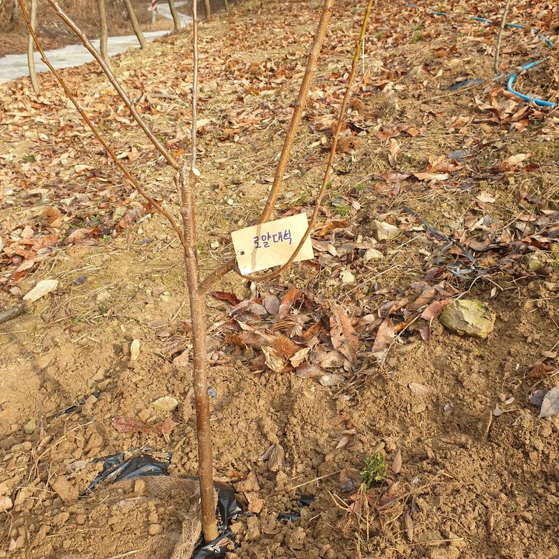 권현순님의 장터 구매 후기 썸네일