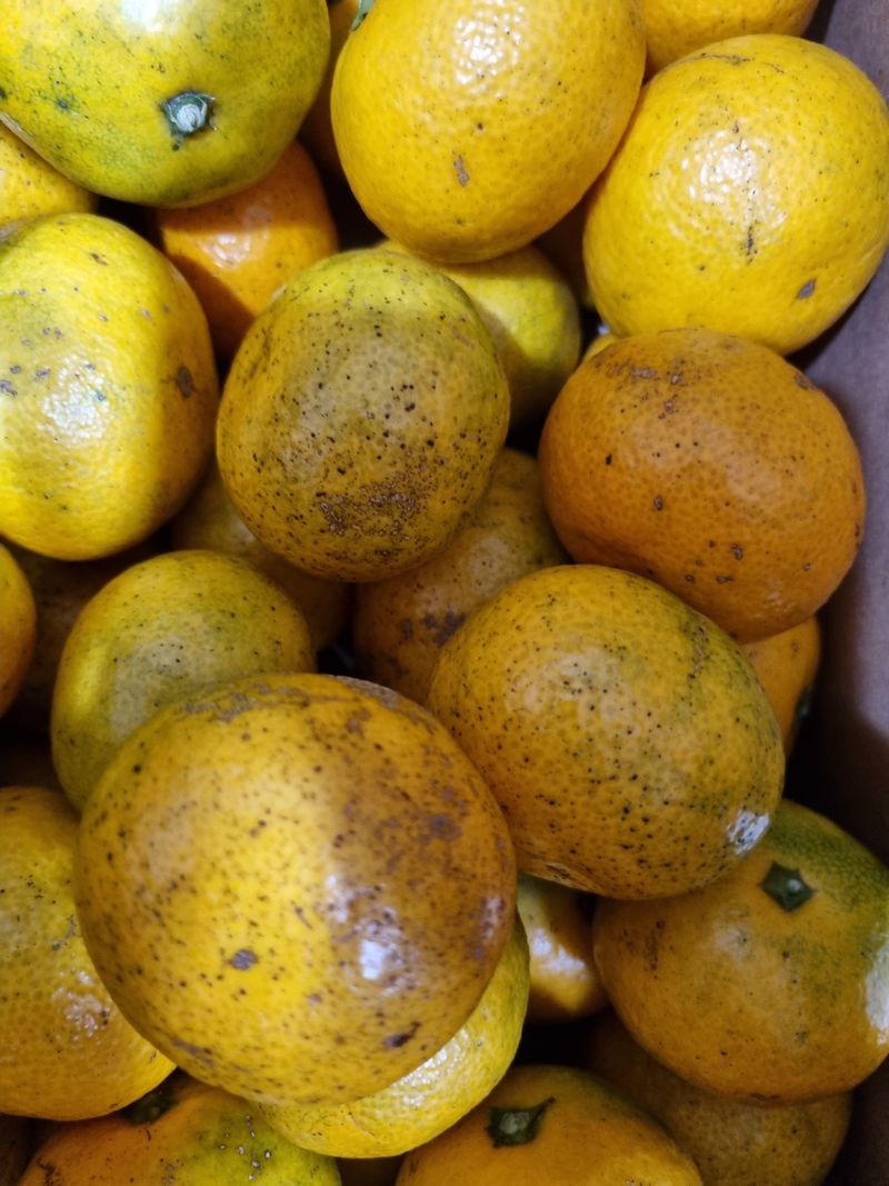 믿고사는농원-송미경님의 장터 구매 후기 썸네일