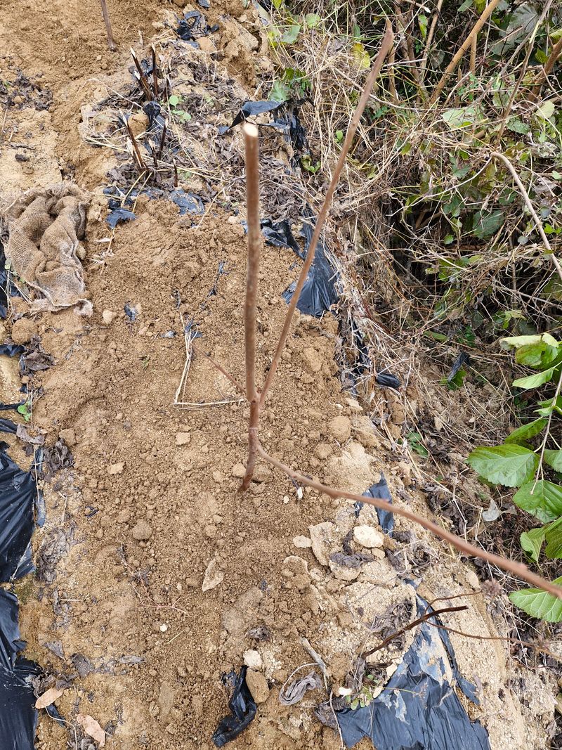 !정의규님의 장터 구매 후기 썸네일