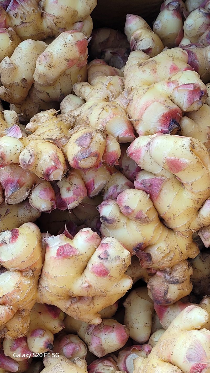 영란충남청양군님의 장터 구매 후기 썸네일