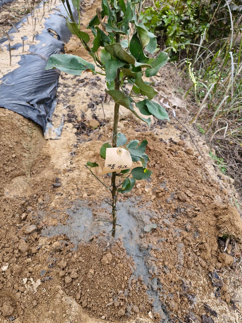 !정의규님의 장터 구매 후기 썸네일