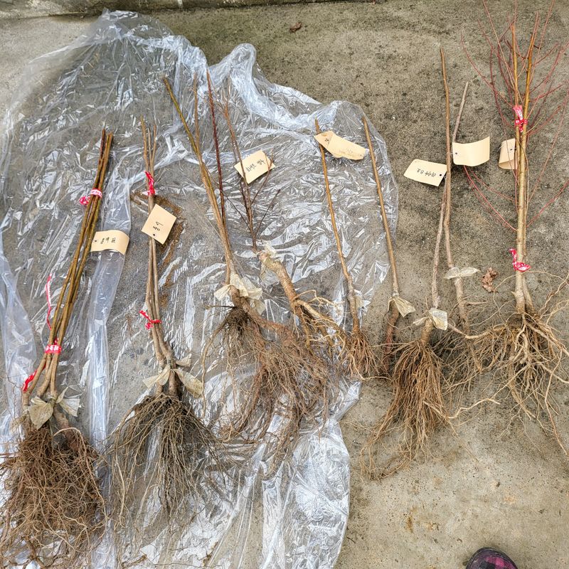 오케바리(옥경종)님의 장터 구매 후기 썸네일