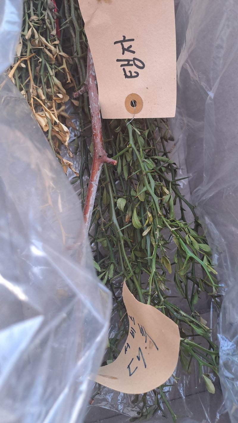 서은숙님의 장터 구매 후기 썸네일