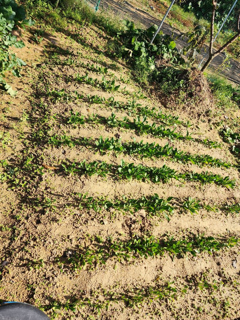 조선된장님의 장터 구매 후기 썸네일