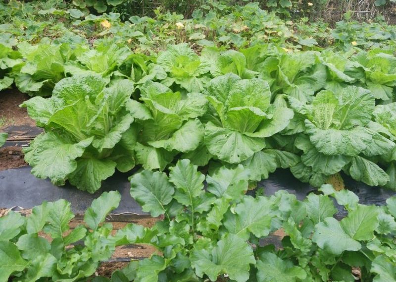 최영환님의 장터 구매 후기 썸네일