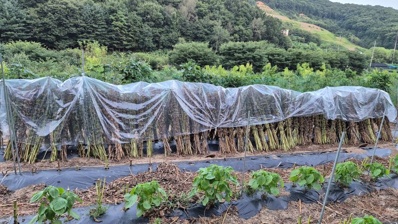 백경님의 장터 구매 후기 썸네일