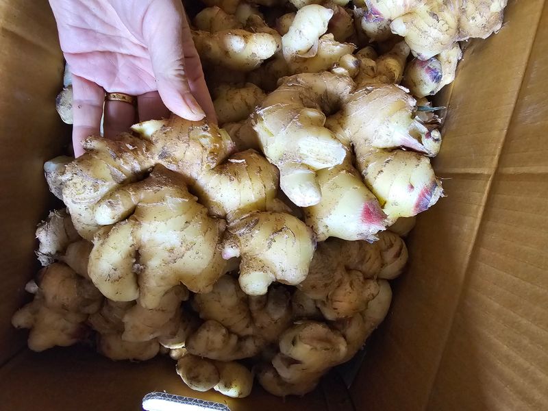 금빛단풍님의 장터 구매 후기 썸네일