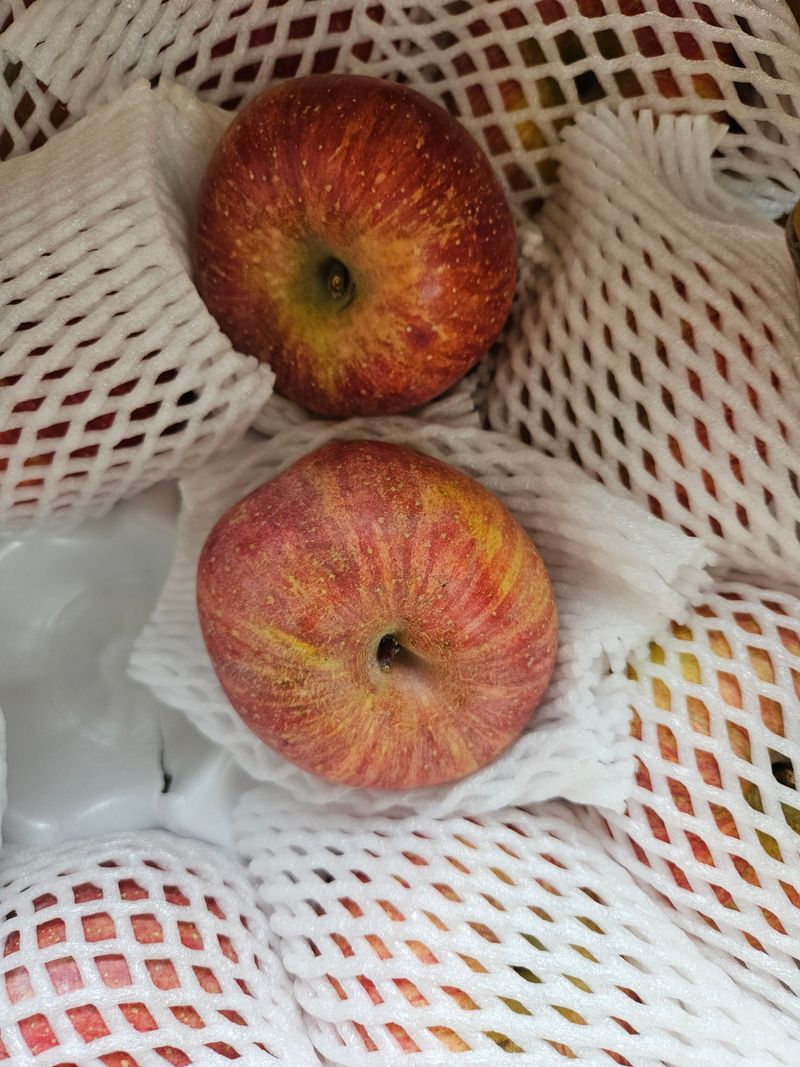 춘천(세모돌이)님의 장터 구매 후기 썸네일