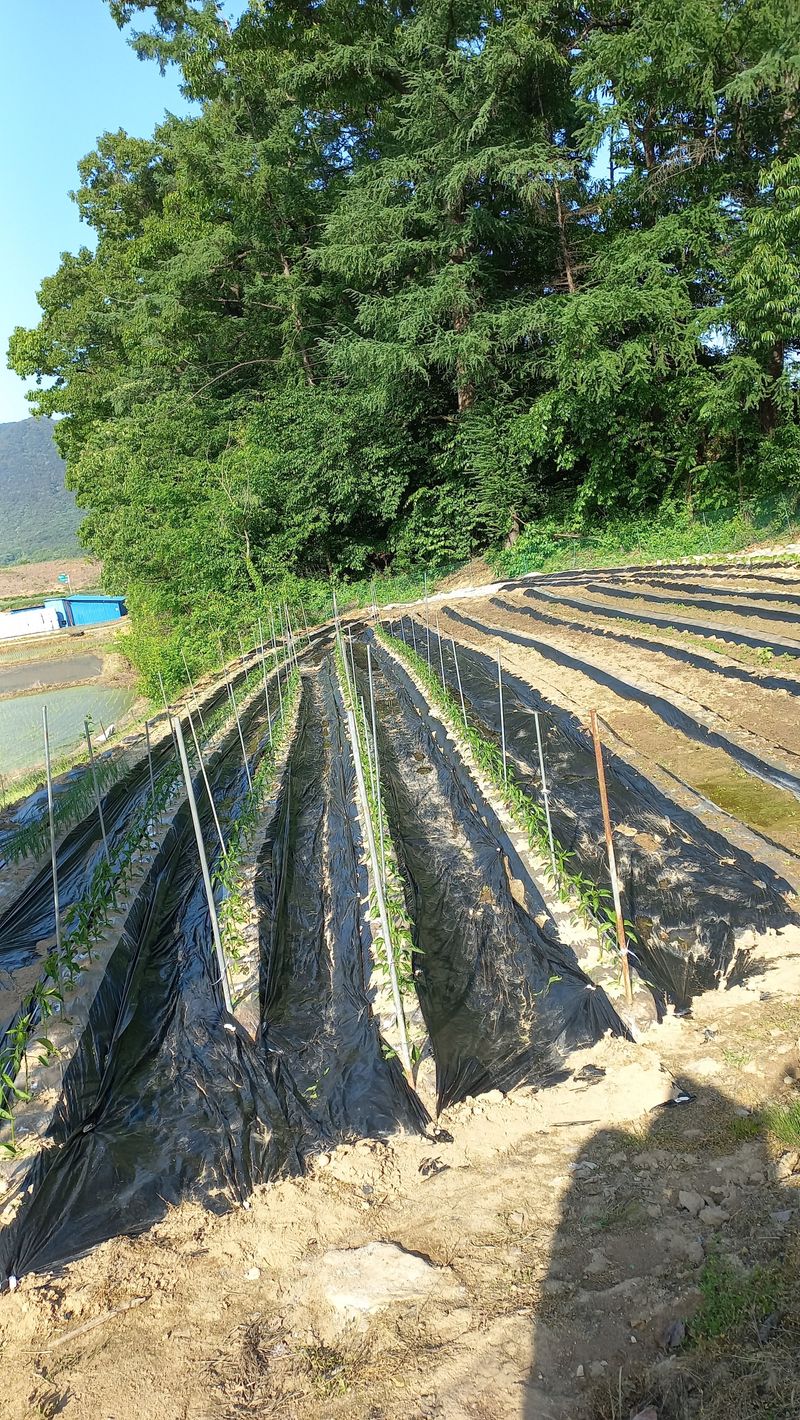 권병홍님의 장터 구매 후기 썸네일