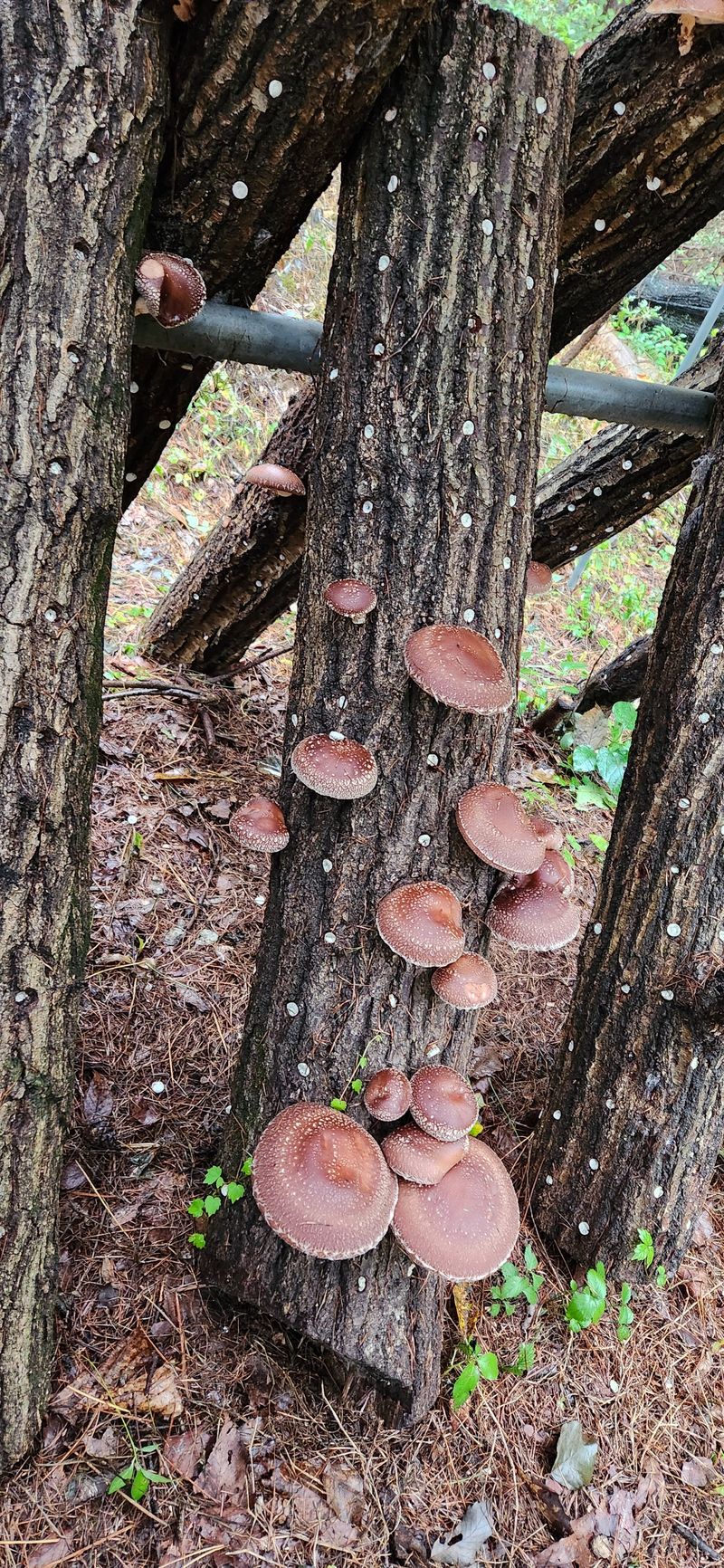 팔공백화산양산삼님의 장터 구매 후기 썸네일