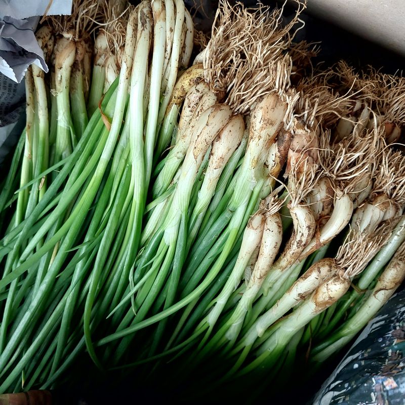 니무레골농원님의 장터 구매 후기 썸네일