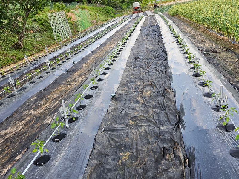 처마밑에추녀님의 장터 구매 후기 썸네일