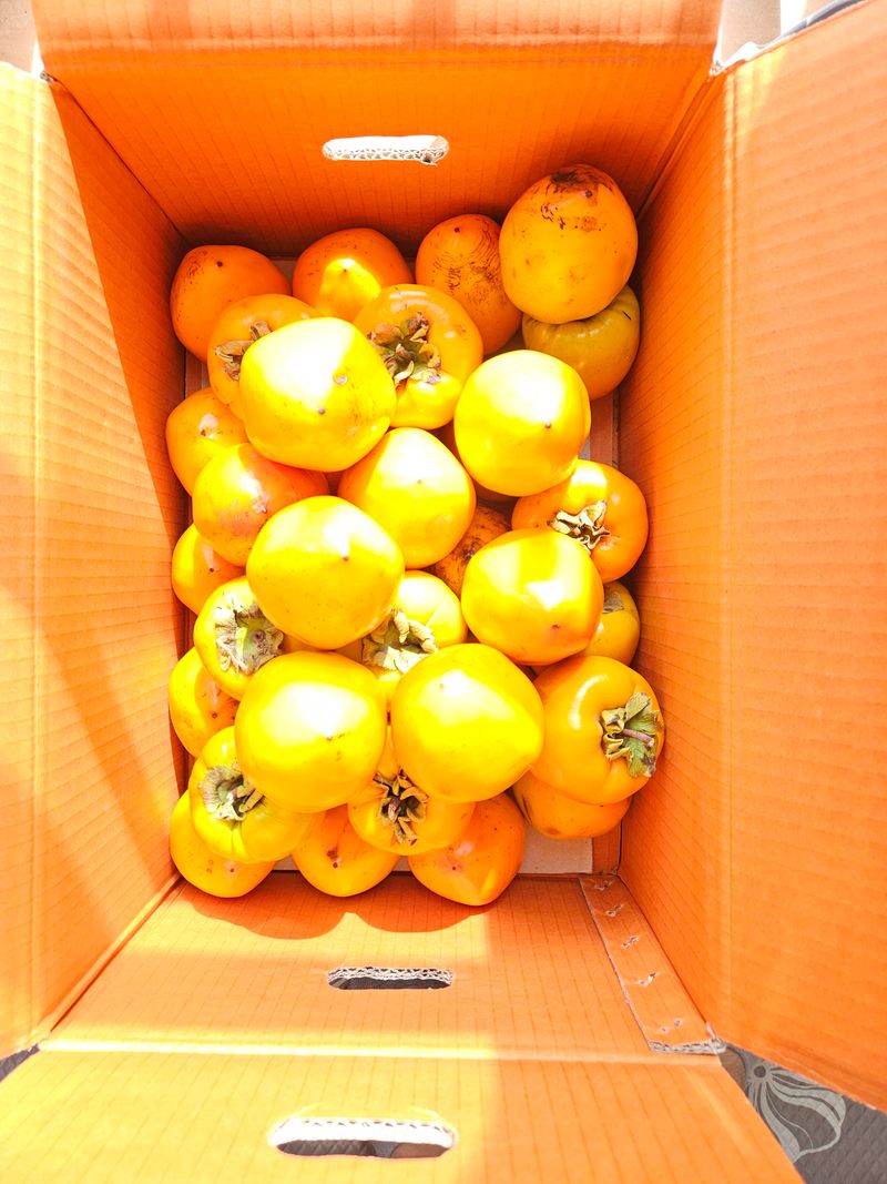 김진덕님의 장터 구매 후기 썸네일