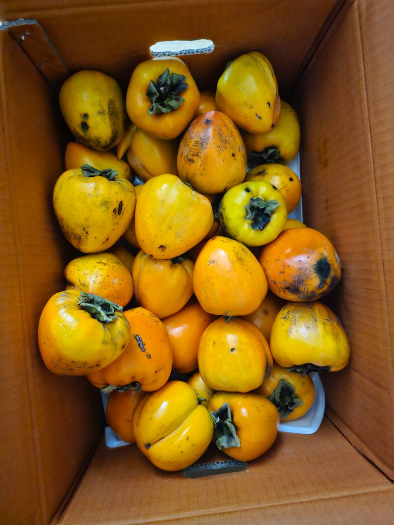 여기산님의 장터 구매 후기 썸네일