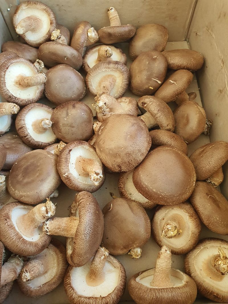 징금다리님의 장터 구매 후기 썸네일