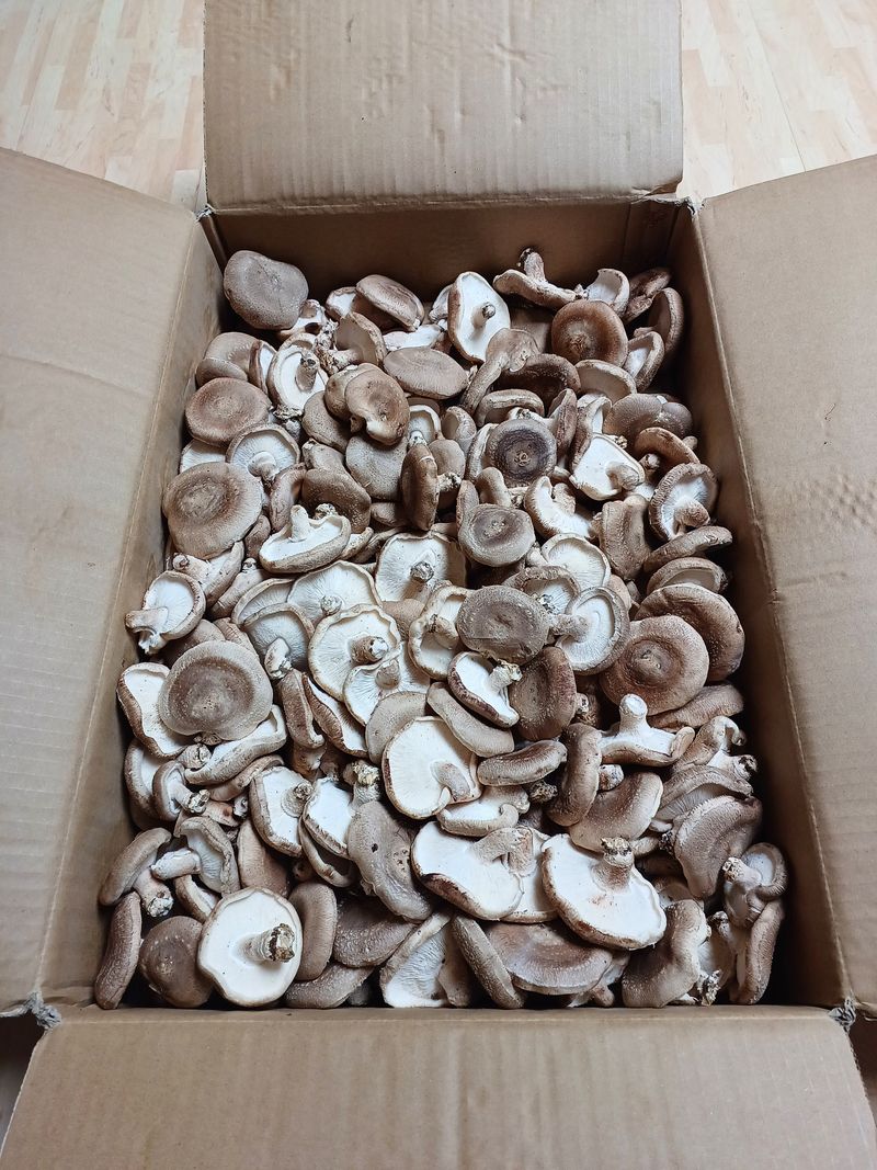 누박님의 장터 구매 후기 썸네일