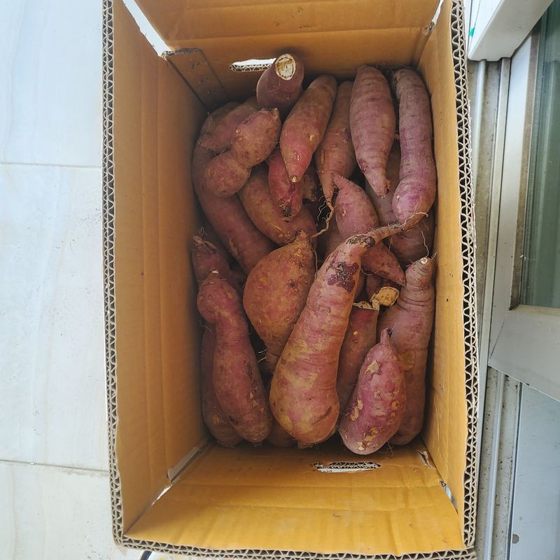 감자20633님의 장터 구매 후기 썸네일