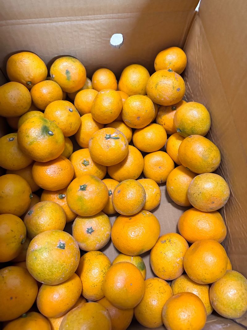 알 수 없음님의 장터 구매 후기 썸네일