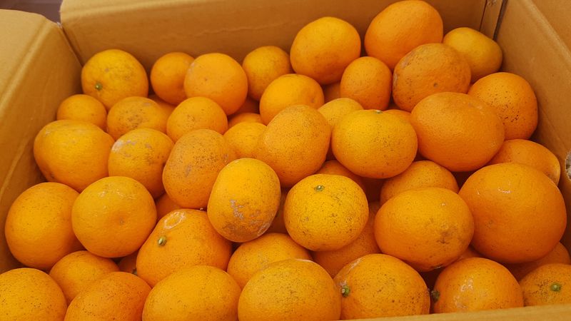 김방식님의 장터 구매 후기 썸네일