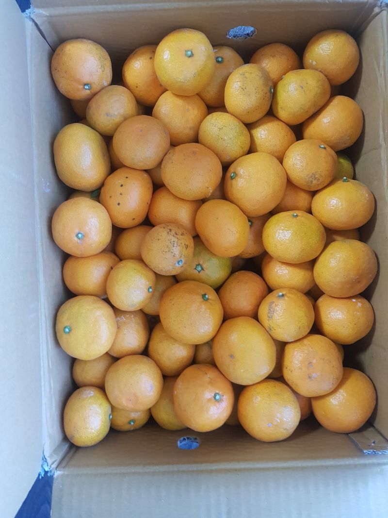 방성자님의 장터 구매 후기 썸네일