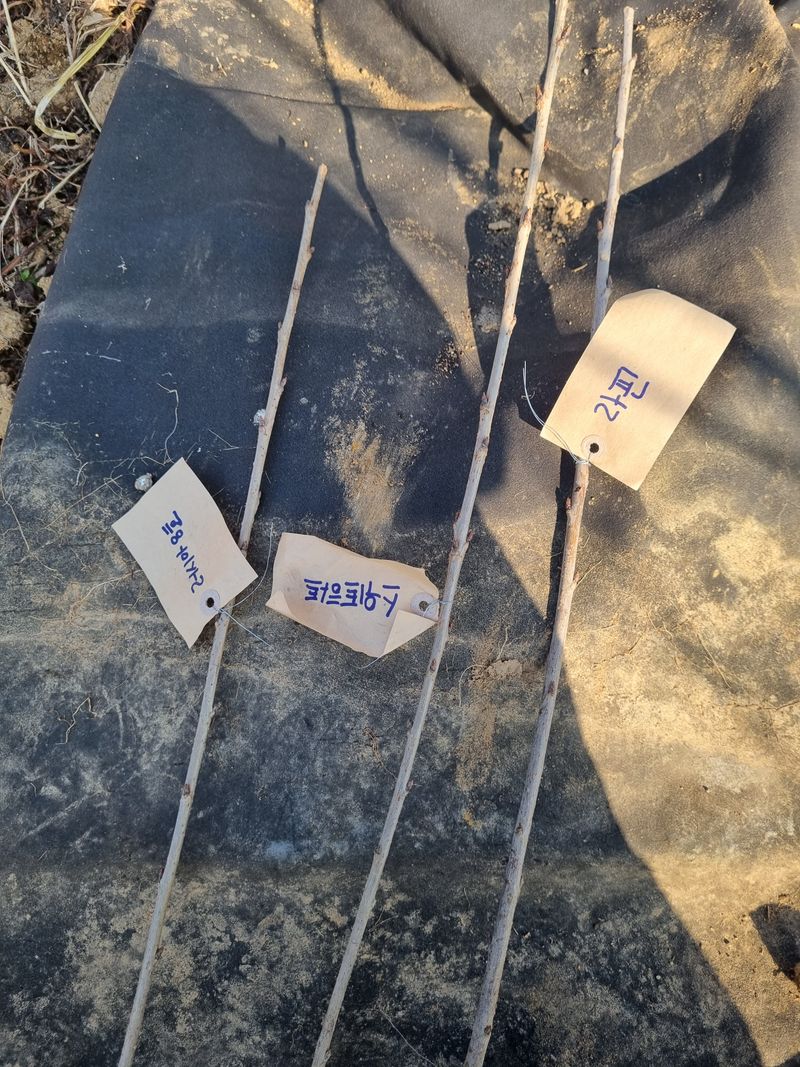 힐링팜님의 장터 구매 후기 썸네일