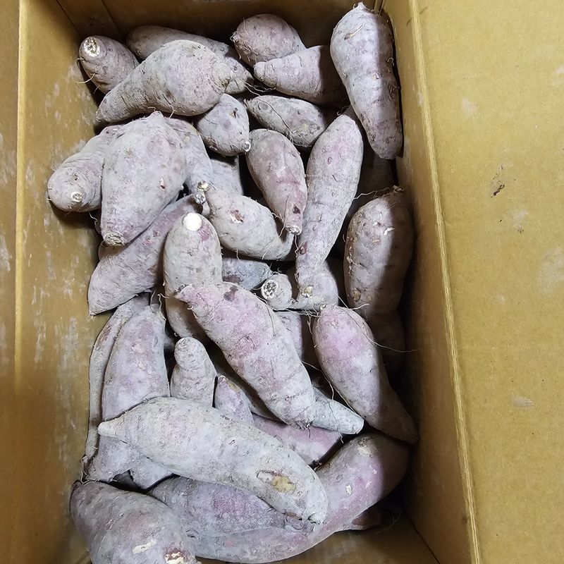 한농농약종묘사님의 장터 구매 후기 썸네일