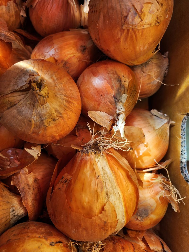 아침햇살님의 장터 구매 후기 썸네일