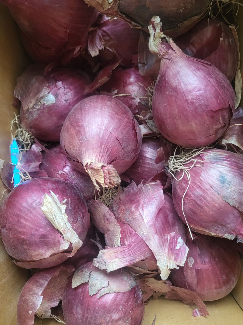 토종이님의 장터 구매 후기 썸네일