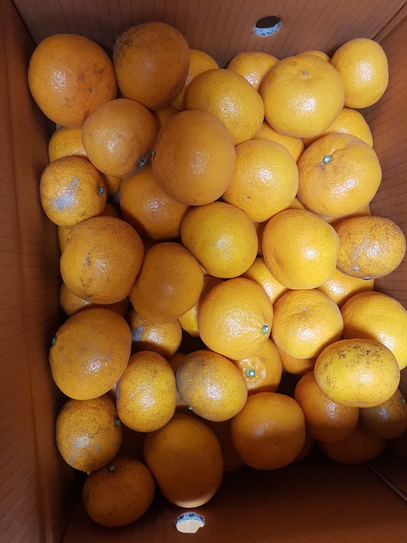 방성자님의 장터 구매 후기 썸네일