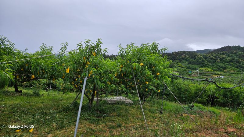 박현주님의 장터 구매 후기 썸네일