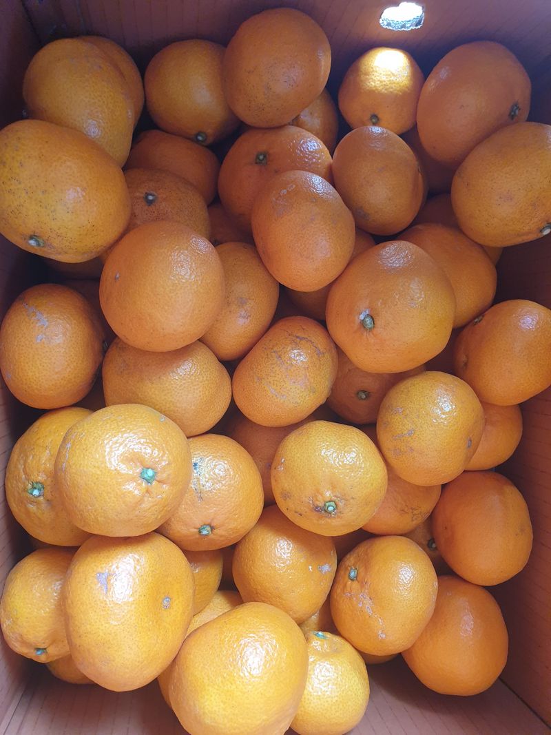 자두20879님의 장터 구매 후기 썸네일