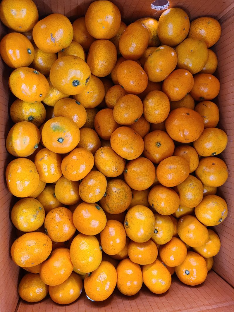 참깨(권맹안)님의 장터 구매 후기 썸네일