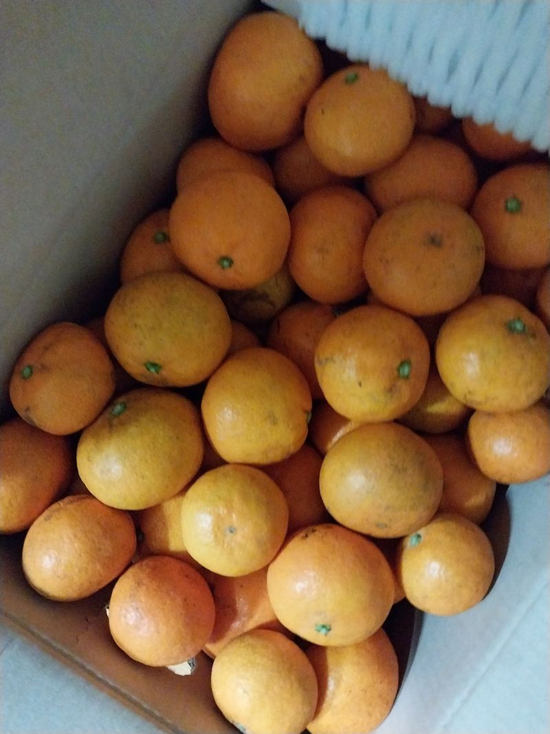 심마니님의 장터 구매 후기 썸네일