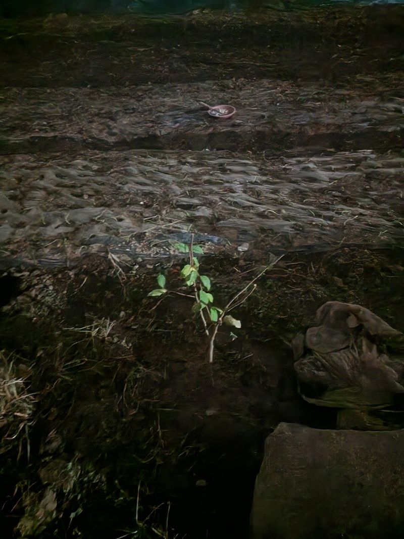 윤님님의 장터 구매 후기 썸네일