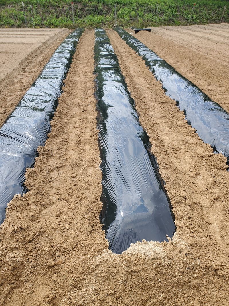 꽃사랑님의 장터 구매 후기 썸네일